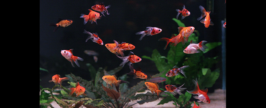Cardinalis