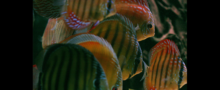 Discus