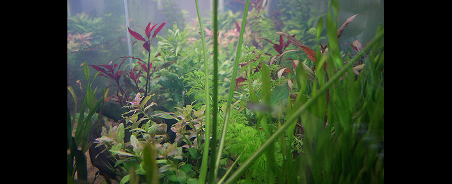 Plantes
