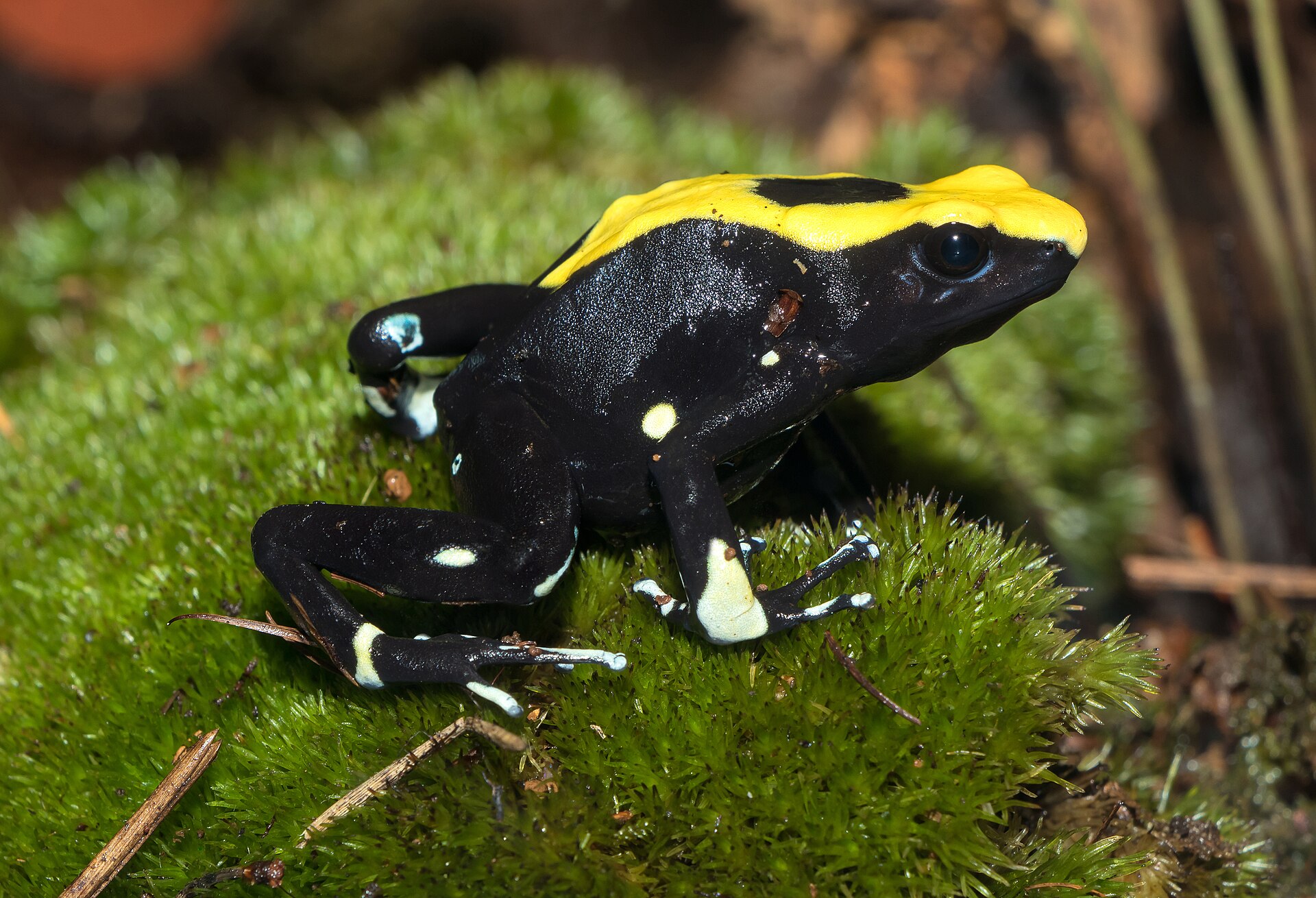 Terrariophilie
