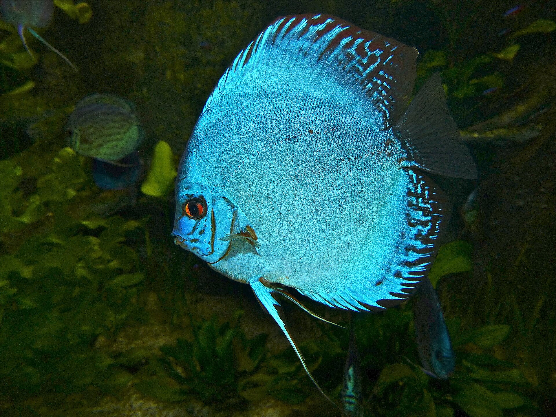 Discus Bleu