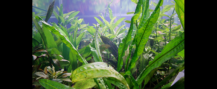 Plantes d'avant-plan